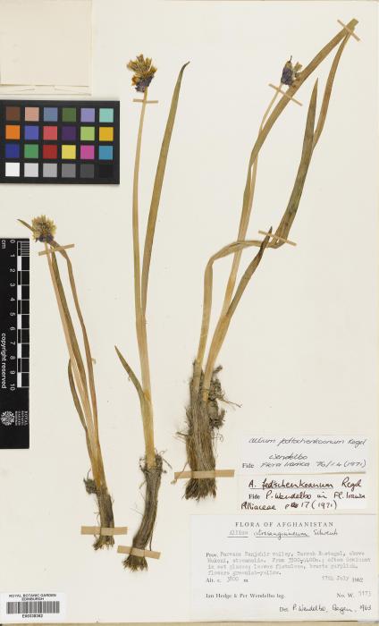 Allium bucharicum image