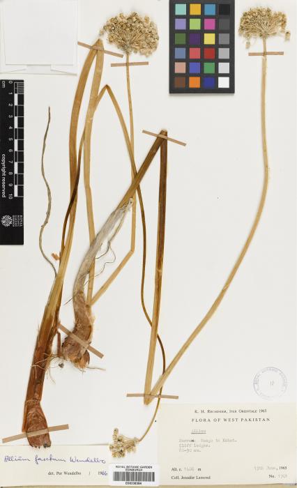 Allium farctum image
