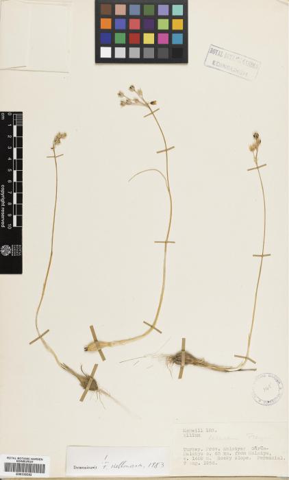 Allium callidictyon image