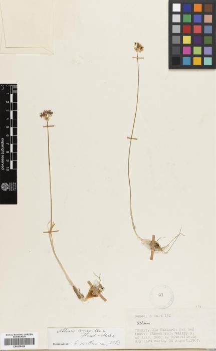 Allium anacoleum image