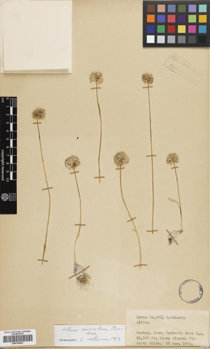 Allium anacoleum image