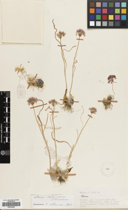 Allium arlgirdense image