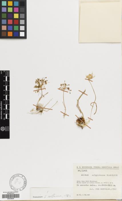 Allium arlgirdense image