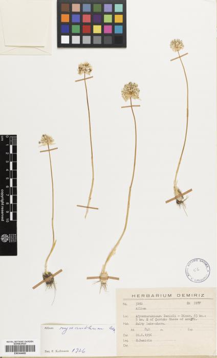 Allium myrianthum image