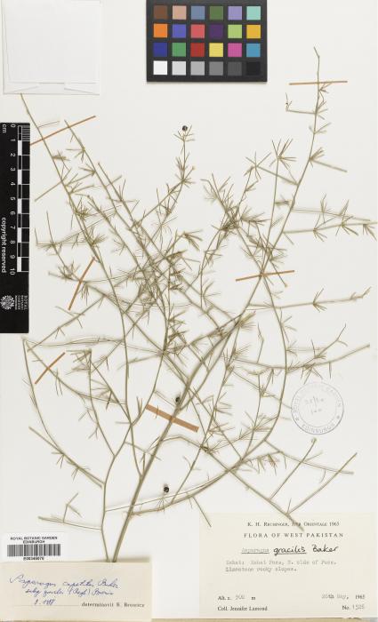Asparagus capitatus image