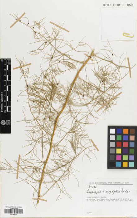 Asparagus monophyllus image