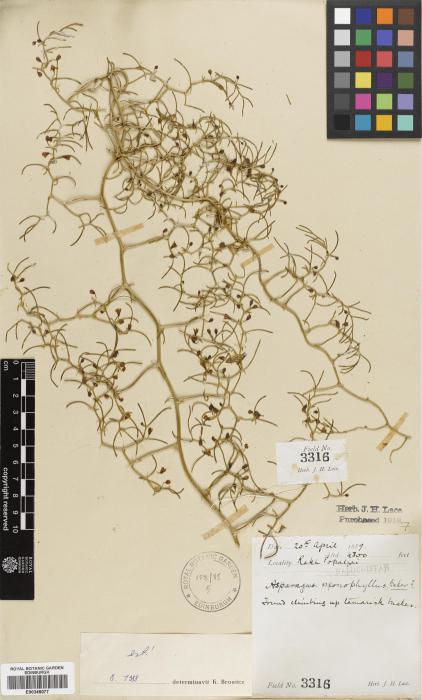 Asparagus monophyllus image