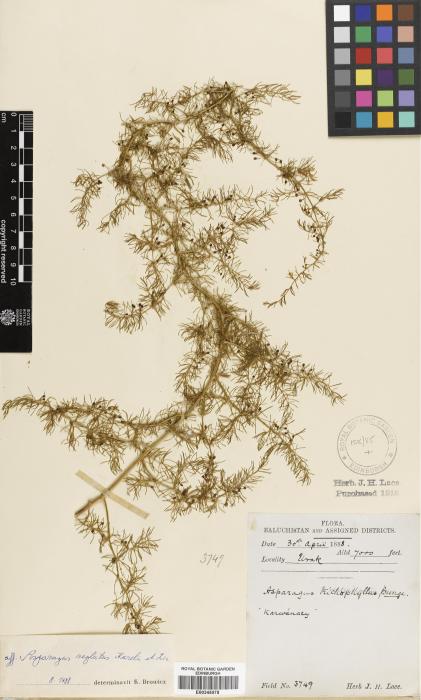 Asparagus trichophyllus image