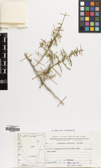 Asparagus stipularis image