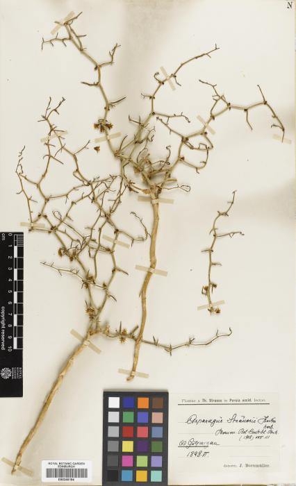 Asparagus breslerianus image
