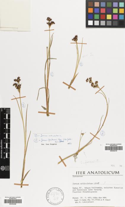 Juncus fontanesii subsp. fontanesii image