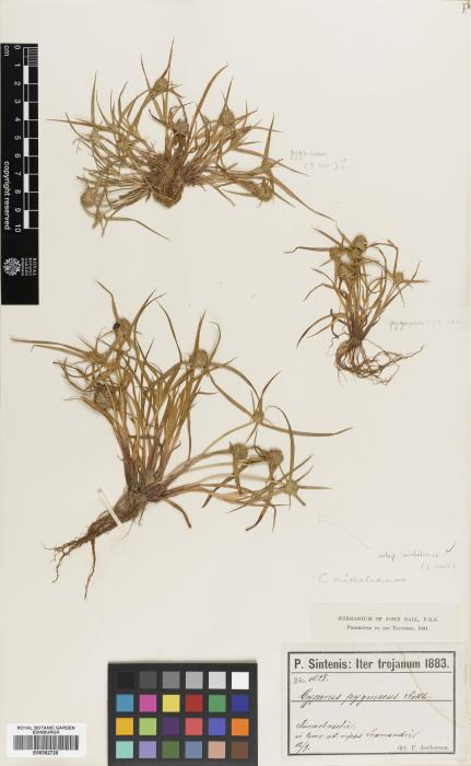 Cyperus michelianus subsp. pygmaeus image
