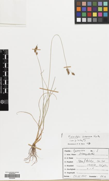 Fimbristylis ferruginea subsp. ferruginea image