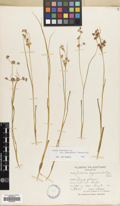 Juncus fontanesii subsp. pyramidatus image