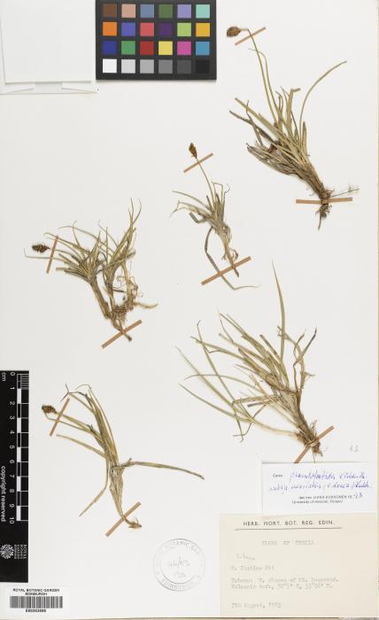 Carex vulpinaris image