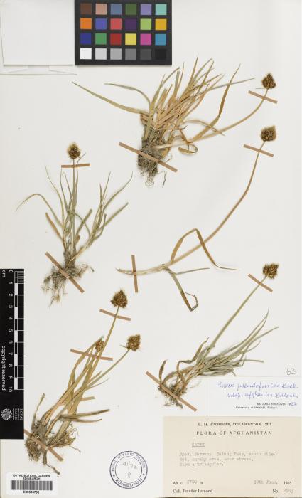 Carex vulpinaris image