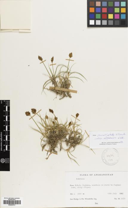 Carex pseudofoetida image