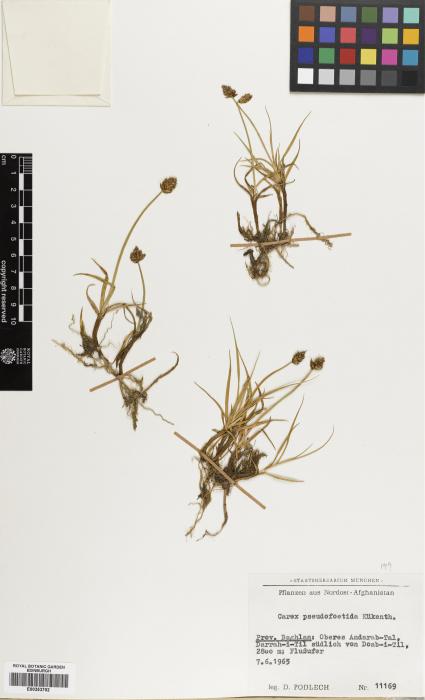 Carex pseudofoetida image