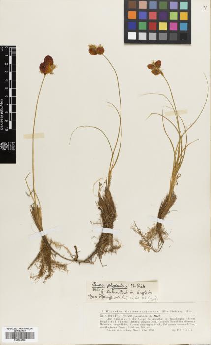 Carex physodes image