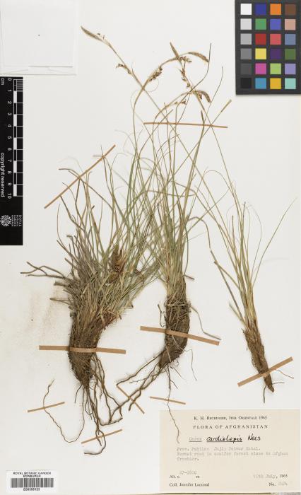 Carex cardiolepis image