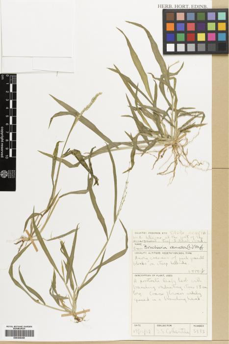 Brachiaria pubescens image
