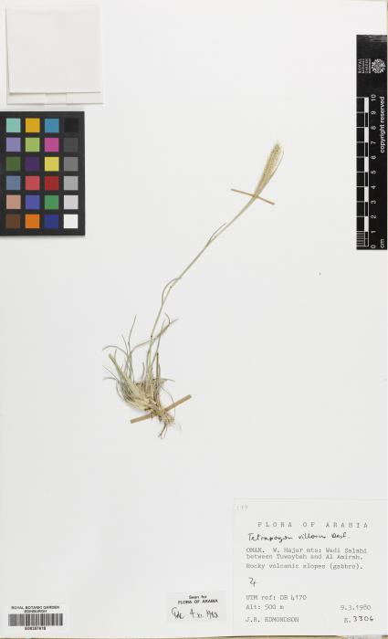 Tetrapogon villosus image