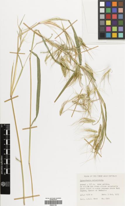 Hyparrhenia coleotricha image