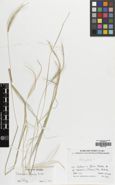 Schoenefeldia gracilis image