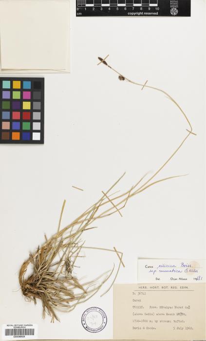 Carex cilicica image