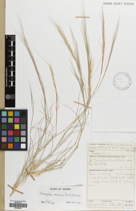Stipagrostis raddiana image