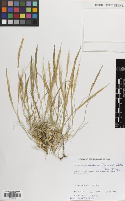 Stipagrostis raddiana image