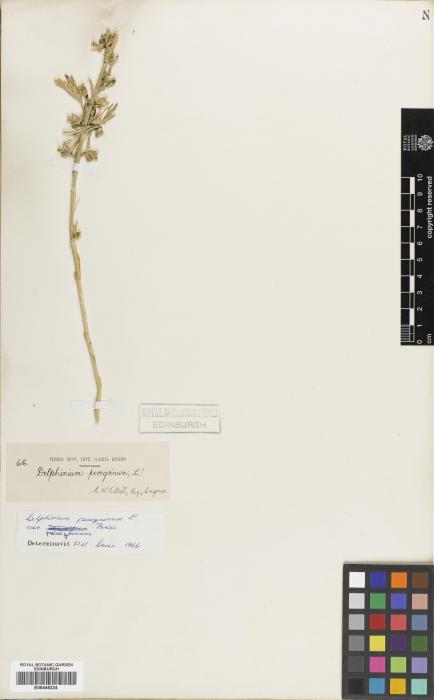 Delphinium peregrinum subsp. peregrinum image