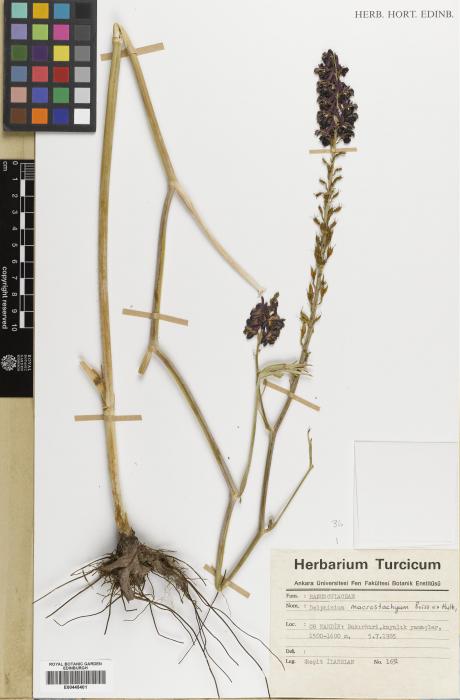 Delphinium macrostachyum image