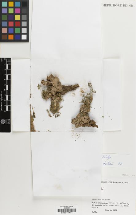 Corydalis rupestris image