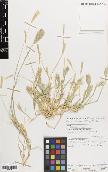 Tetrapogon roxburghiana image