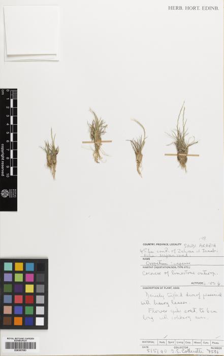 Oropetium capense image