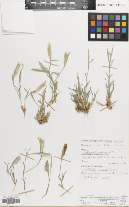Tetrapogon cenchriformis image