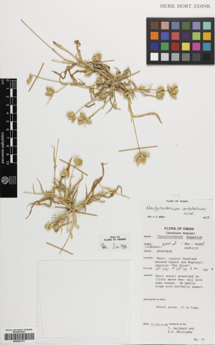 Dactyloctenium aristatum image
