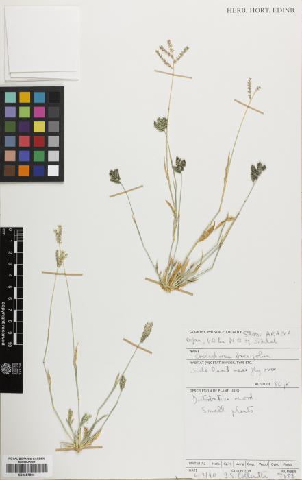 Coelachyrum brevifolium image