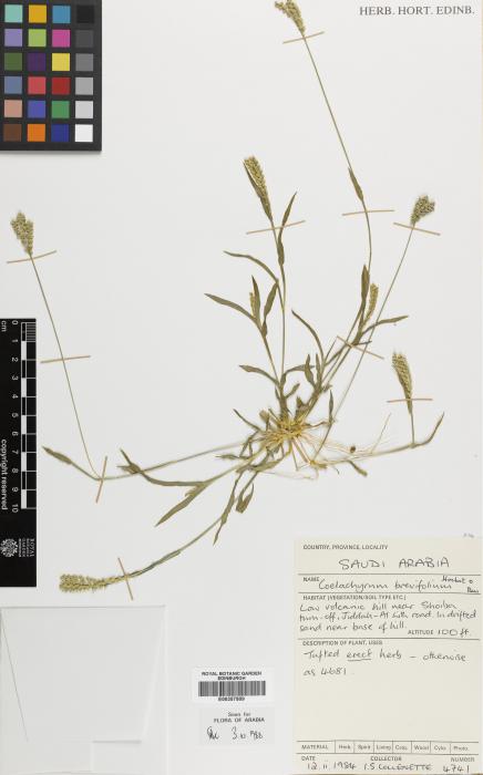 Coelachyrum brevifolium image