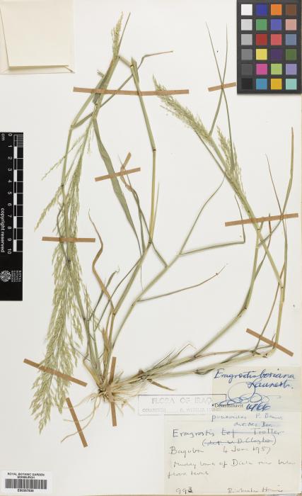 Eragrostis boriana image