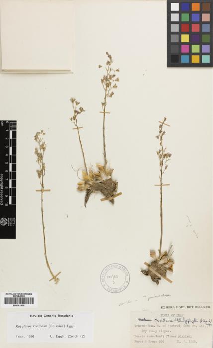 Rosularia radicosa image