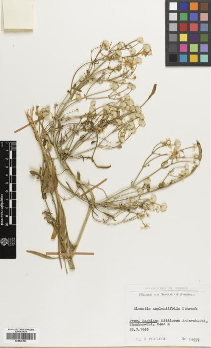 Clematis songorica var. aspleniifolia image