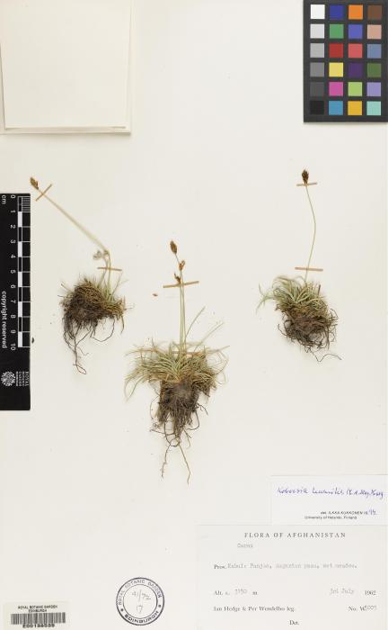 Carex kokanica image