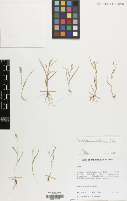 Dactyloctenium aristatum image