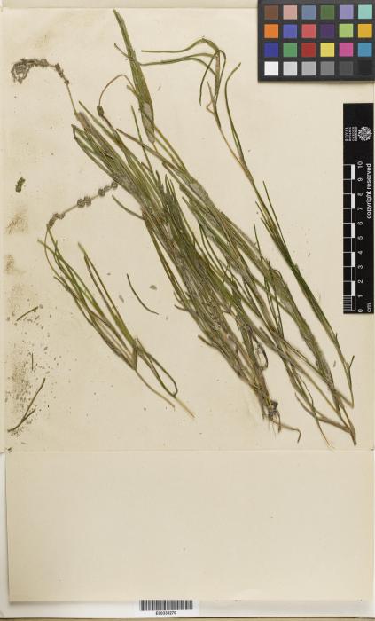 Stuckenia amblyophylla image