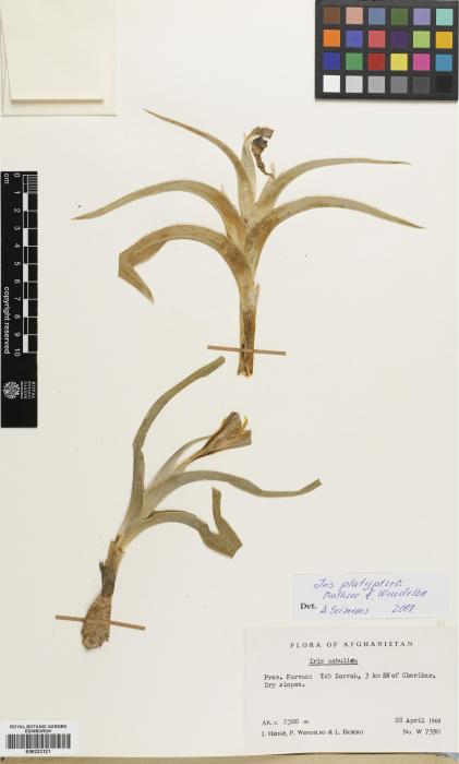 Iris platyptera image