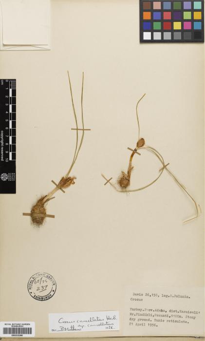 Crocus cancellatus subsp. cancellatus Herb. image