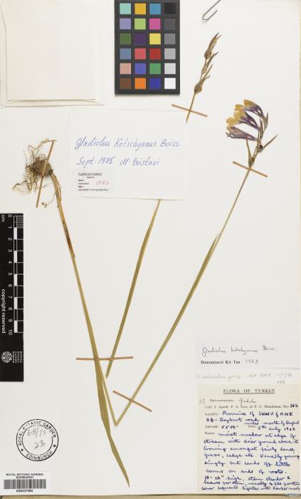 Gladiolus kotschyanus image