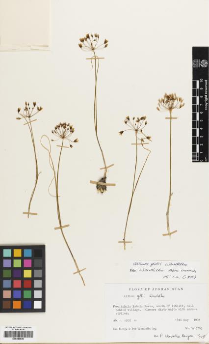 Allium gillii image